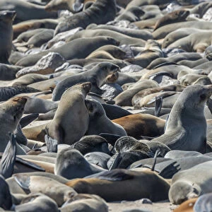 Africa, Namibia, Cape Cross. Seals reserve