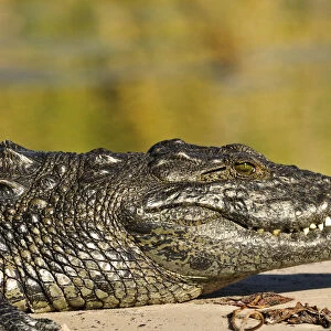 Africa, Namibia, Caprivi, Crocodile in the Bwa Bwata National Park