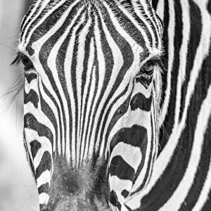 Africa, Namibia, Etosha National park. Zebra portrait in black and white