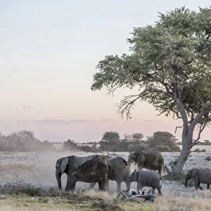 Africa, Namibia, Etosha National park. Elephant herd near to Okaukuejo