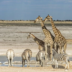 Africa, Namibia, Etosha National park. Zebra herd and giraffes at a waterhole