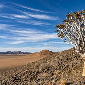 Africa, Namibia, Kanaan desert retreat. Quiver tree