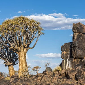 Africa, Namibia, Keetmanshop. Quiver trees and dolerite dykes