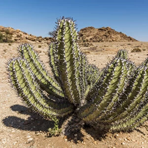 Africa, Namibia, Namib. Euphorbia Virosa