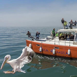 Africa, Namibia, Walvis Bay. Boat tour with pelican