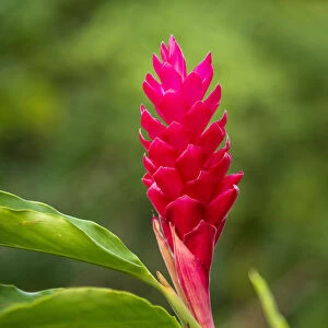 Africa, Sao Tome and Principe. Beautiful pink flower