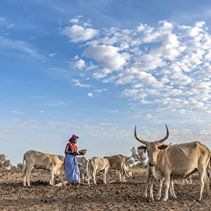Africa, Senegal. A Fulani woman milking the Zebus