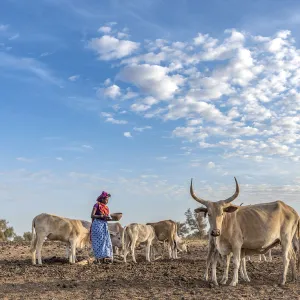 Africa, Senegal. A Fulani woman milking the Zebus