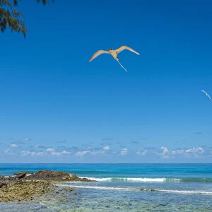 africa, Seychelles, Praslin. Cousin Island Special Nature Reserve. A white tailed tropicbird, flying