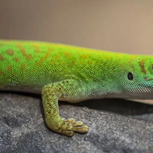 Africa, Seychelles, Praslin. A green day gecko macro
