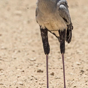 Africa, South Africa, Kalahari Transfrontier Park. A secretary bird