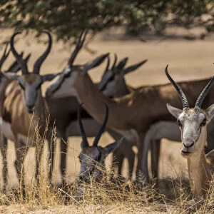 Africa, South Africa, Kalahari Transfrontier Park. A herd of springbok in the shade
