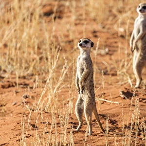 Africa, South Africa, Kgalagadi Transfrontier Park. Meerkats