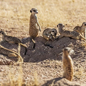 Africa, South Africa, Kgalagadi Transfrontier Park. Meerkats