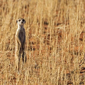 Africa, South Africa, Kgalagadi Transfrontier Park. Meerkat
