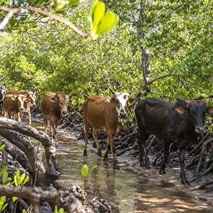 Africa, Tanzania, Lindi region. Cattle crossing the mangroves of Songo Mnara