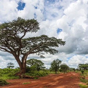 Africa, Tanzania, Loiborsoit. Beautiful landscape with umbrella thorn acacia