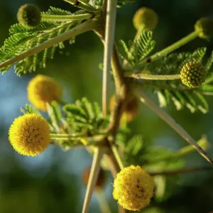 africa, Tanzania, Manyara Region. A macro of the flowers of a thorn acacia tree africa, Tanzania, Manyara Region. A macro of the flowers of a thorn acacia tree