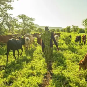 africa, Tanzania, Manyara Region. A maasai herdsman with cattle in the bushland africa, Tanzania, Manyara Region. A maasai herdsman with cattle in the bushland