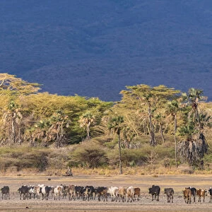 Africa, Tanzania, Northern part. A cattle herd heading home at Lake Eyasi