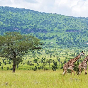 africa, Tanzania, Serengeti. Giraffes in the Serengeti Landscape