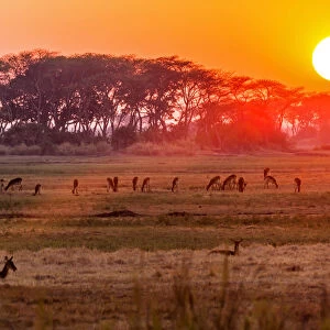 Africa, Zambia. Sunset in the Kafue national park with a group of antelopes