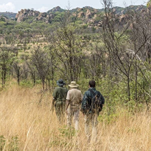 africa, Zimbabwe, Bulawayo. Rhino tracking in Matobo Hills National Park