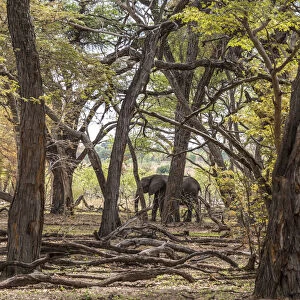 Africa, Zimbabwe, Hwange National park. An elephant in the acacia forest