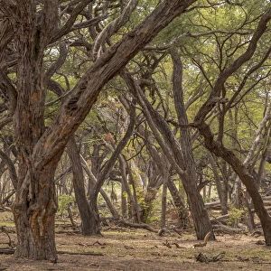 Africa, Zimbabwe, Hwange National park, in the acacia forest
