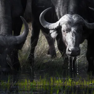 African cape buffalo drinking from a waterhole in Moremi Game Reserve, on the Okavango