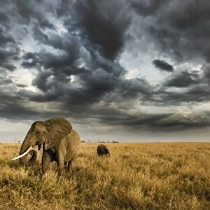 African elephant with calf grazing at sunset in Southern Serengeti plains, as a thunderstorm
