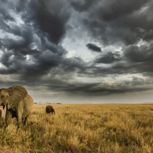 African elephant with calf grazing at sunset in Southern Serengeti plains, as a thunderstorm