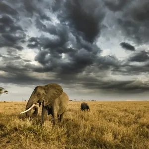 Print of African Elephant with Calf at Sunset in Serengeti Print of African Elephant with Calf at Sunset in Serengeti
