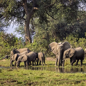 African elephant herd at Inkalange Channel, Lower Zambezi National Park, Zambia
