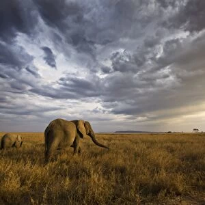 An african elephant at sunset in the Serengeti national park, Tanzania, Africa