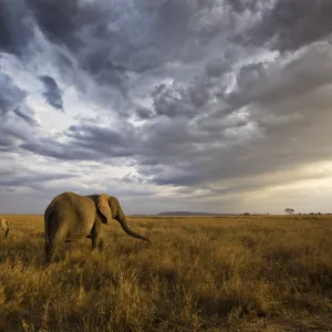 An african elephant at sunset in the Serengeti national park, Tanzania, Africa