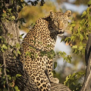 African leopard posing on three in Xakanaxa area, Moremi game reserve