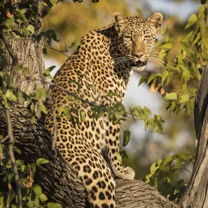 African leopard posing on three in Xakanaxa area, Moremi game reserve