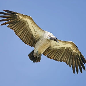 African White-backed Vulture (Gyps africanus) in flight Serengeti National Park