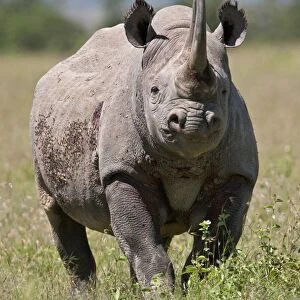 An alert black rhino. Mweiga, Solio, Kenya