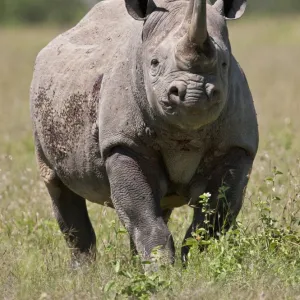 An alert black rhino. Mweiga, Solio, Kenya