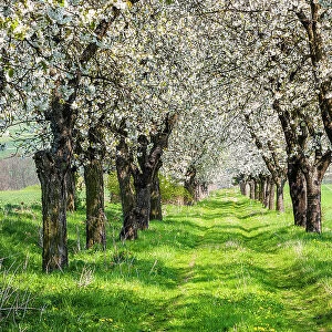 Alley from flowering Cherry trees (Prunus) in spring, near Apolda, Thuringia, Germany