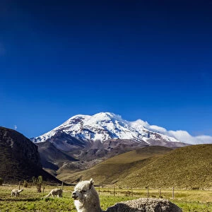 Alpaca and Chimborazo Volcano, Chimborazo Province, Ecuador