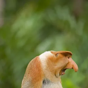 Alpha male Proboscis Monkey in territorial stance