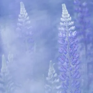 Alpine Lupins (Lupinus), Close-up, Slovenia