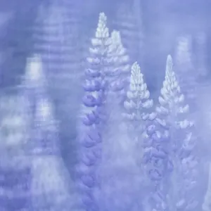 Alpine Lupins Print, Close-up, Slovenia Alpine Lupins Print, Close-up, Slovenia