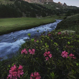 Alpine meadows during a summer sunrise, Val Claree, Southern France