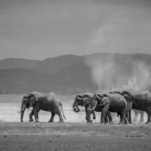 Amboseli Park Print: Family of Elephants in Kenya Amboseli Park Print: Family of Elephants in Kenya