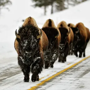 American Bison (Bison bison) Small heard walking on plowed park road, Yellowstone NP, Wyoming, USA