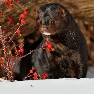 American mink (Neovison vison) Winter habitat, Bozeman, Montana, USA